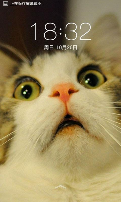 可爱猫咪