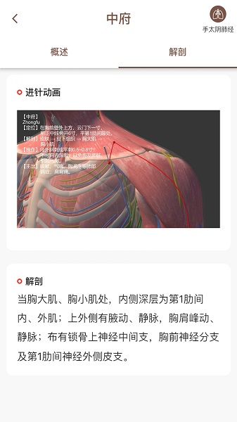 经络穴位3D最新版