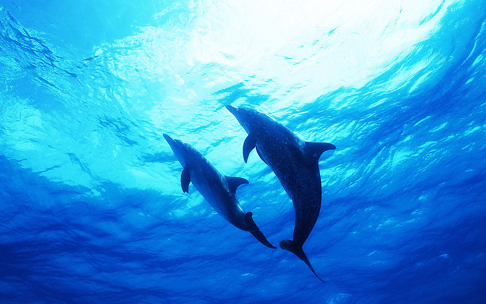 水族馆动态壁纸功能